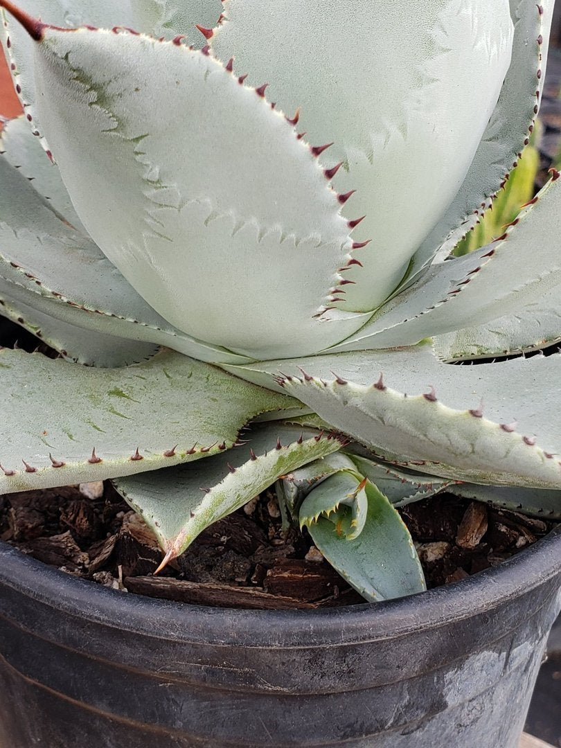 Agave Dragon Toes in 6" Container