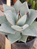 Agave Dragon Toes in 6" Container