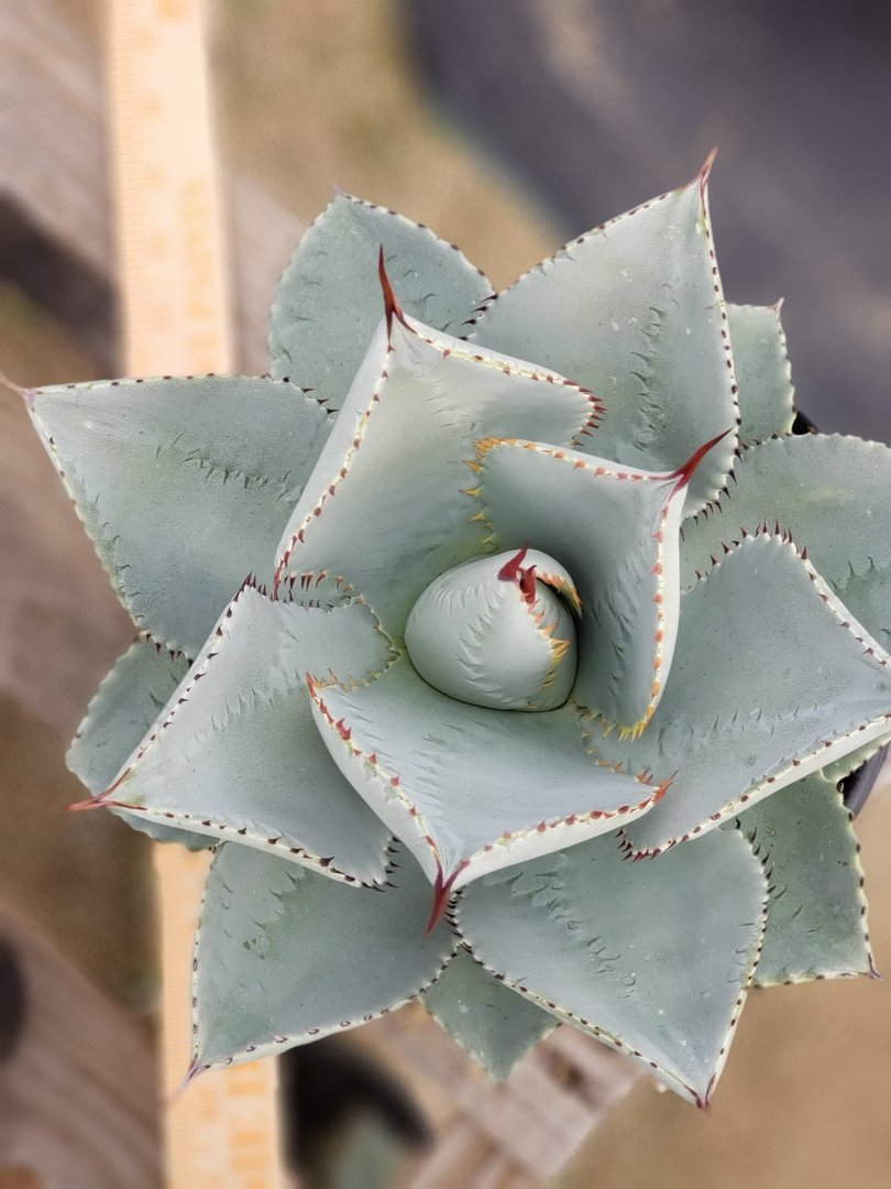Agave Dragon Toes in 6" Container