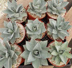 Agave Dragon Toes in 6" Container