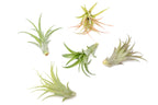 Tillandsia Abdita Brachycaulos Air Plants -  Set of 10, 20 or 30 - 60% Off
