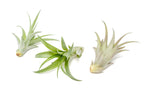 Tillandsia Abdita Brachycaulos Air Plants