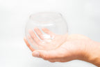 Tillandsia Harrisii Air Plant Bubble Bowl Terrarium