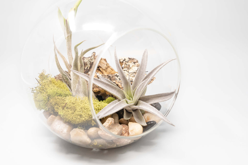 Large Hand-Blown Glass Terrarium with Tillandsia Caput Medusae & Harrisii