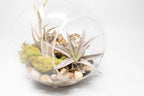 Large Hand-Blown Glass Terrarium with Tillandsia Caput Medusae & Harrisii