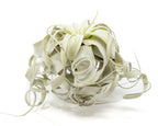 Special Curly Tillandsia Xerographica - Limited Quantities / 6-8 Inches Wide