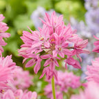 Allium - Oreophilum