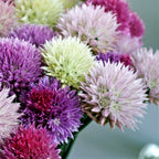 Allium - Summer Sparkler Mix