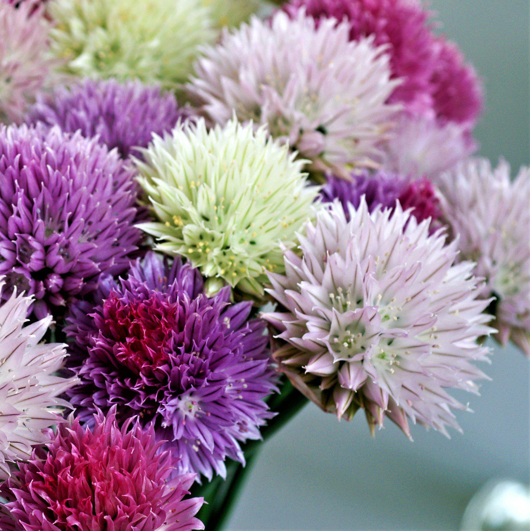 Allium - Summer Sparkler Mix