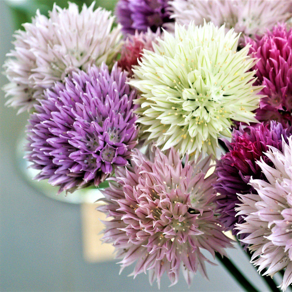 Allium - Summer Sparkler Mix