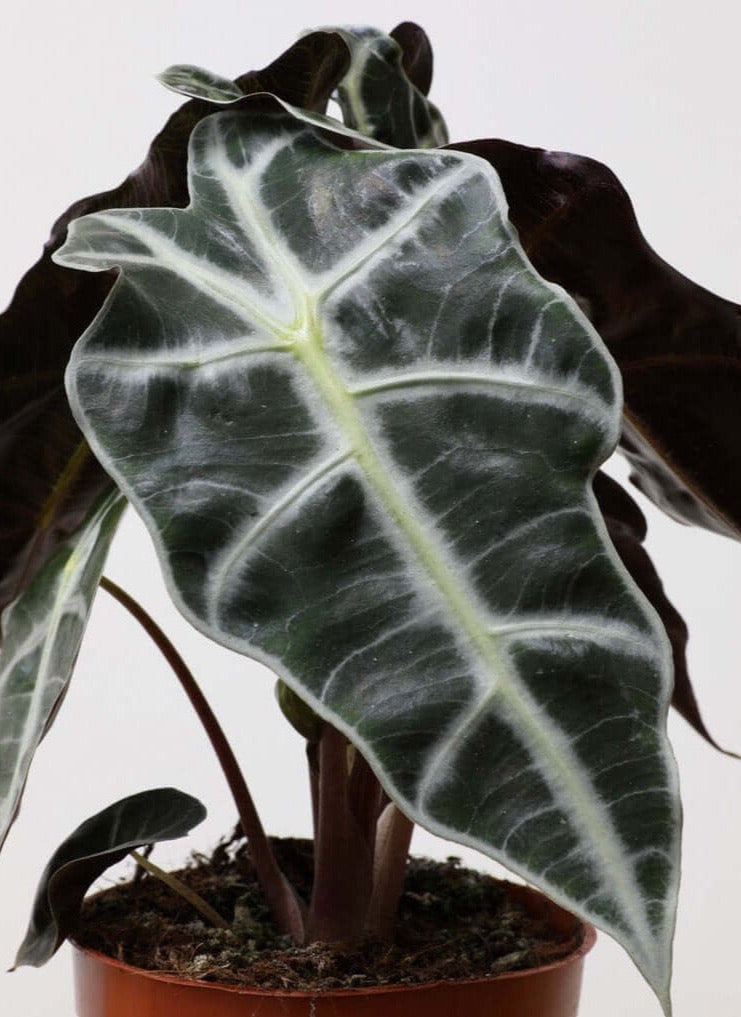 Alocasia Amazonica - Alocasia Bambino