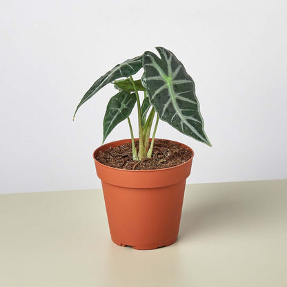 Alocasia Amazonica - Alocasia Bambino