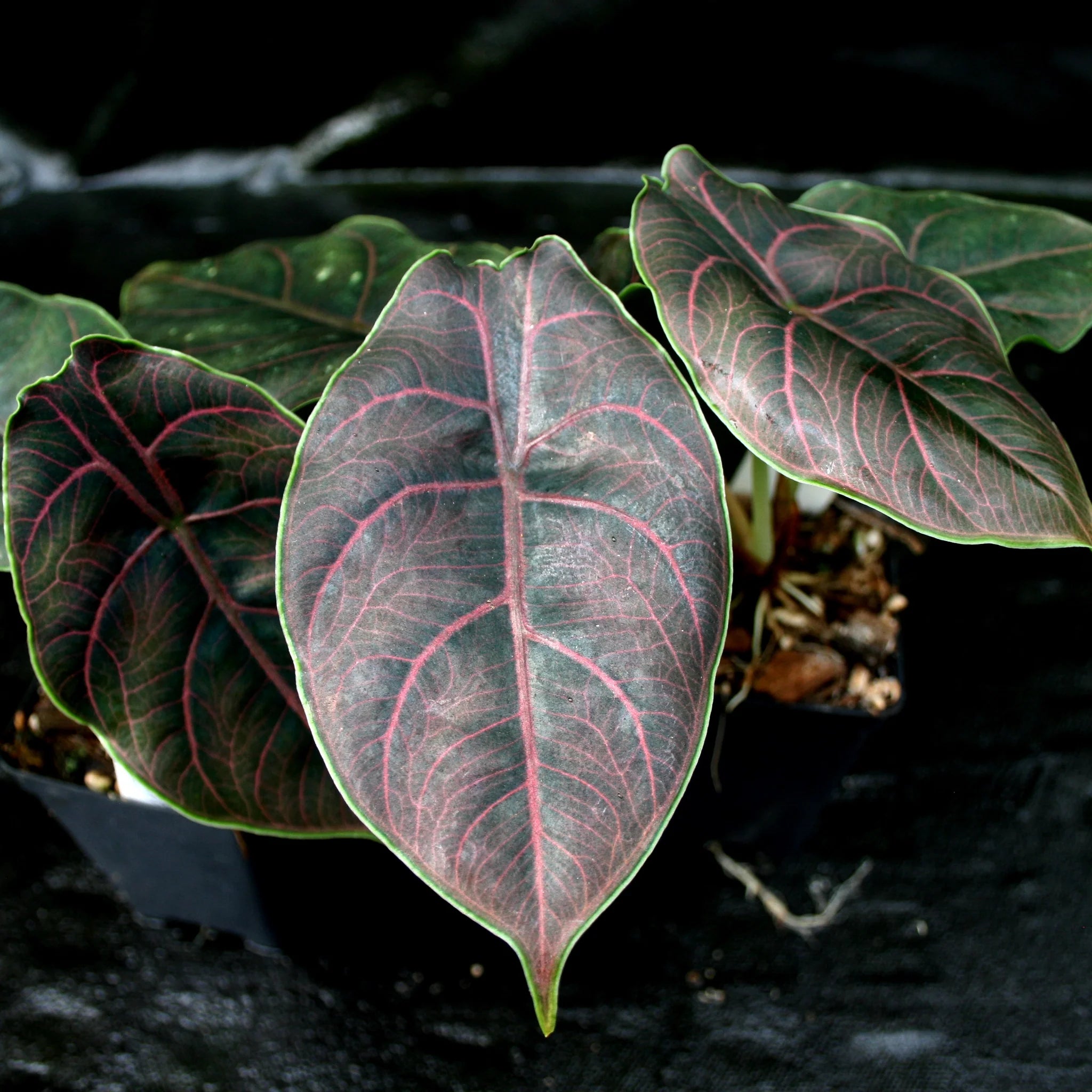 Alocasia Azlanii - Alocasia Red Mambo