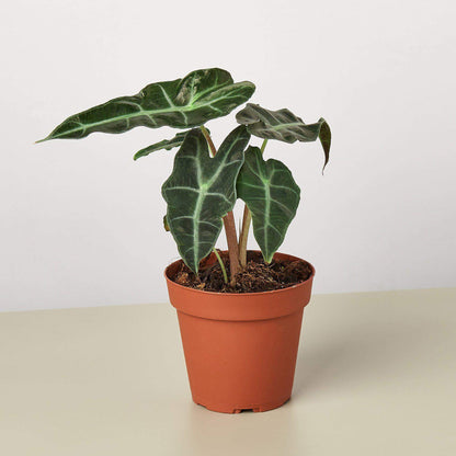 Alocasia Polly - African Mask