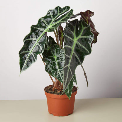 Alocasia Polly - African Mask