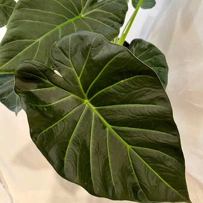 Alocasia Regal Shield - Elephant Ear