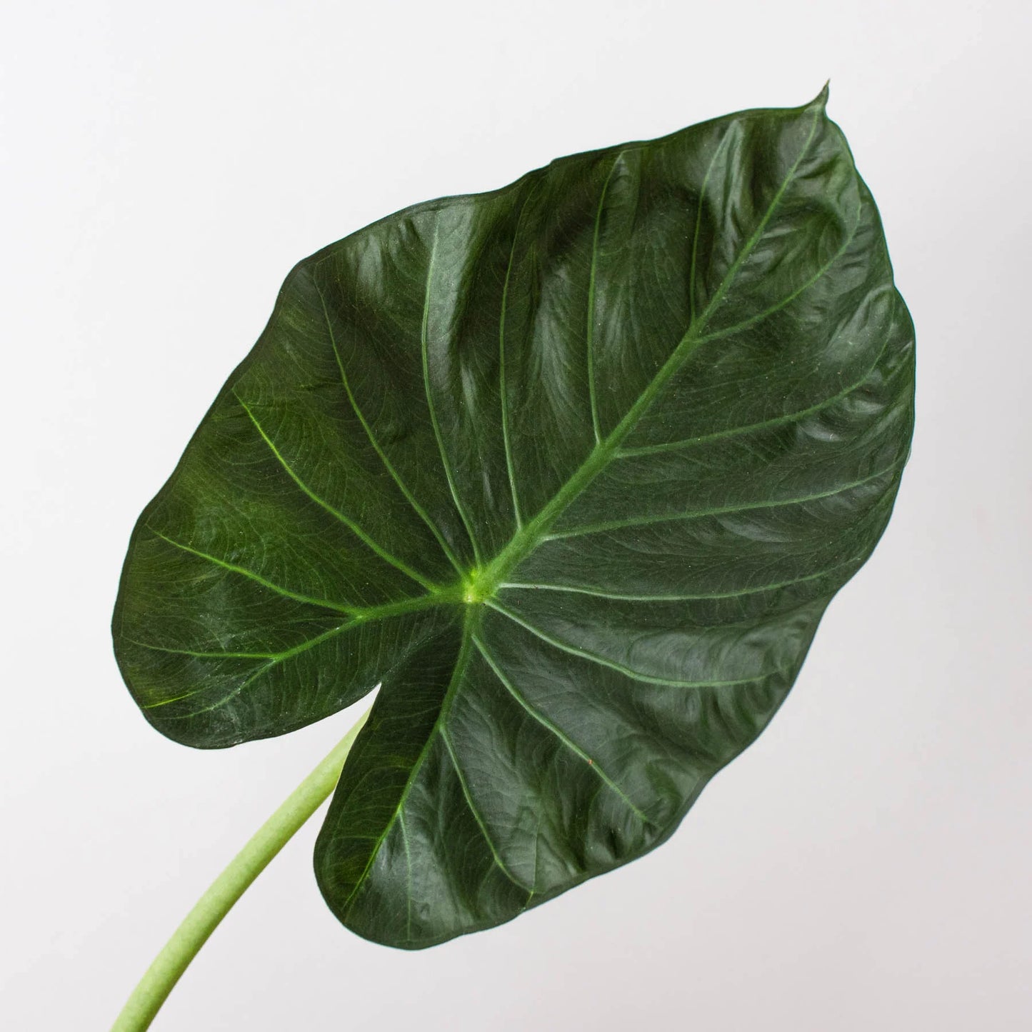 Alocasia Regal Shield - Elephant Ear