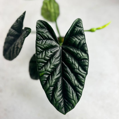 Alocasia Sinuata - Quilted Dreams or Mirror Face