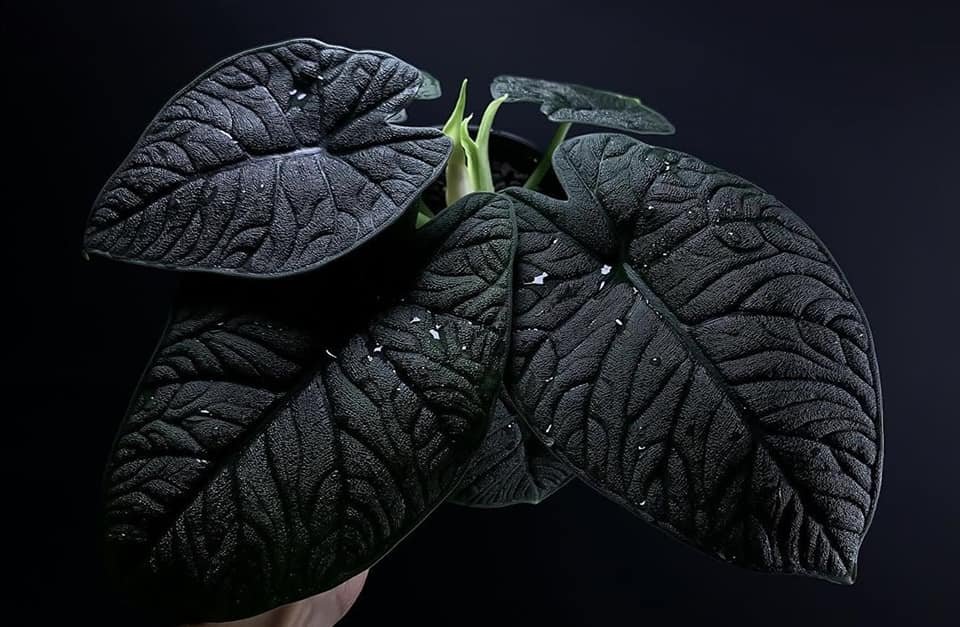 Alocasia Melo - Alocasia Rugosa