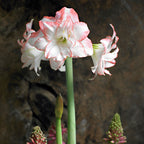 Amaryllis - Aphrodite