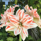 Amaryllis - Dancing Queen