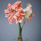 Amaryllis - Dancing Queen