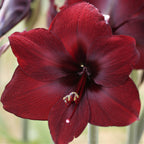 Amaryllis - Benfica