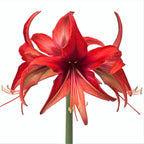 Amaryllis - Bogota