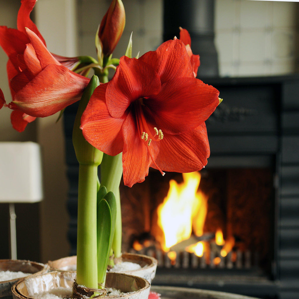 Amaryllis - Ferrari Red