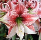 Amaryllis - Glee