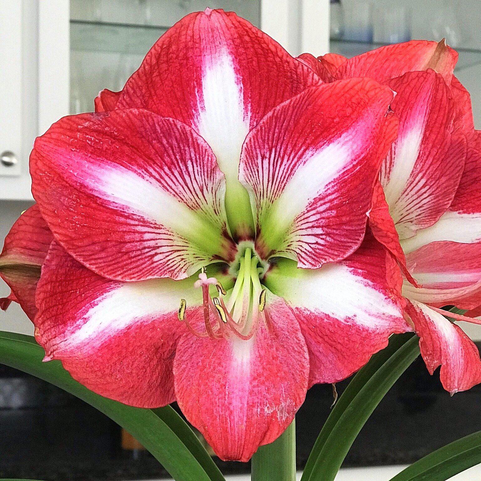 Amaryllis - Monte Carlo