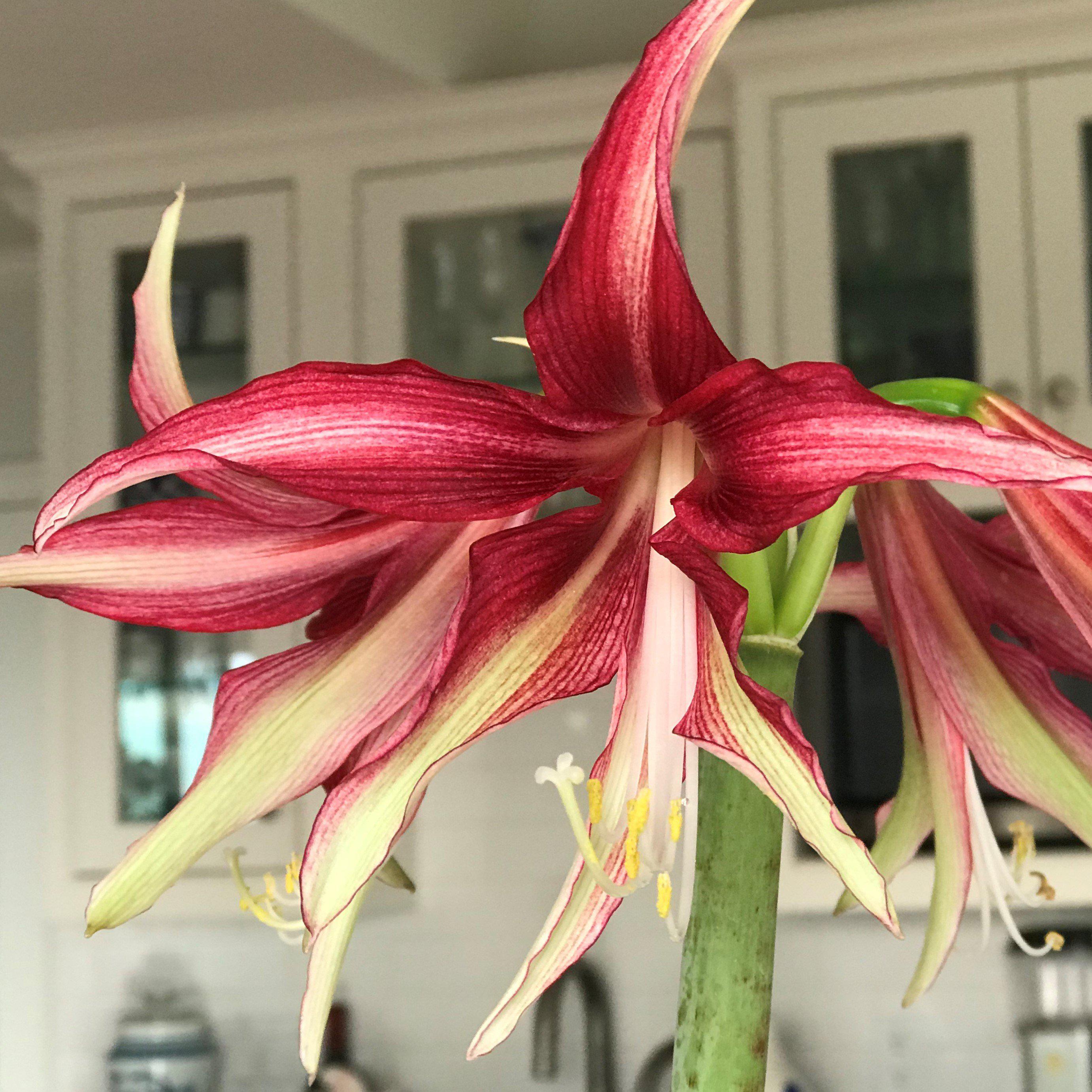 Amaryllis - Quito