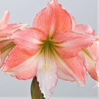 Amaryllis - Tinkerbell