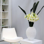 Amaryllis - White Christmas