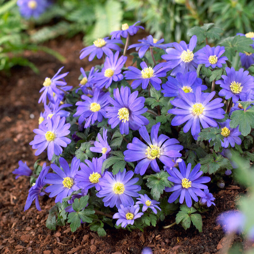 Anemone - Blanda Blue Shades