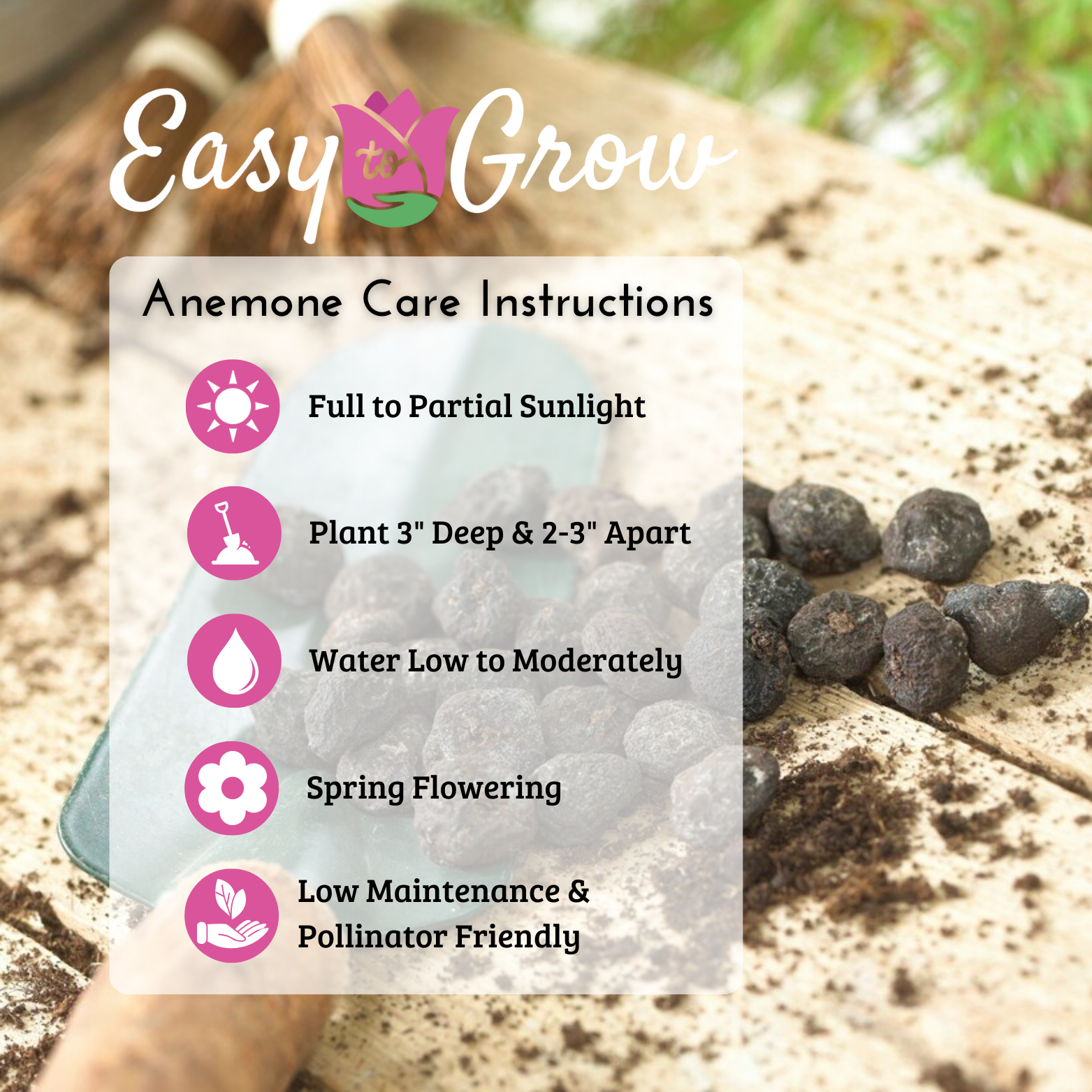 Anemone - Blanda Pink Shades