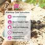 Anemone - Blanda Blue Shades