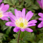 Anemone - Blanda Pink Shades