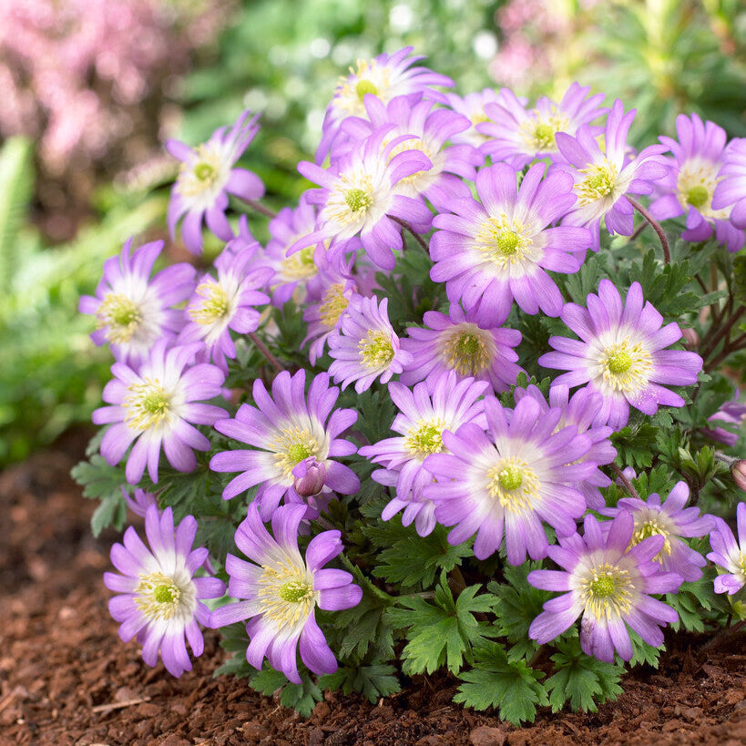Anemone - Blanda Pink Shades