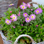 Anemone - Blanda Pink Shades