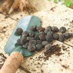 Anemone - Blanda Flutter Mix