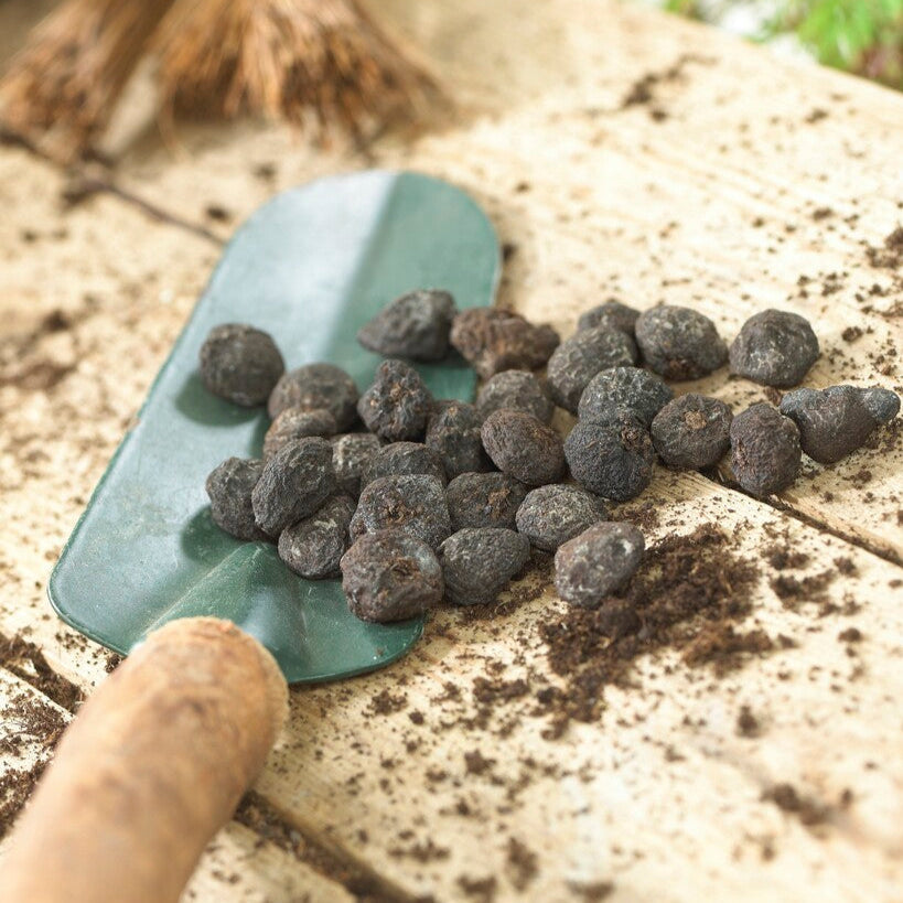 Anemone - Blanda Sparkling White