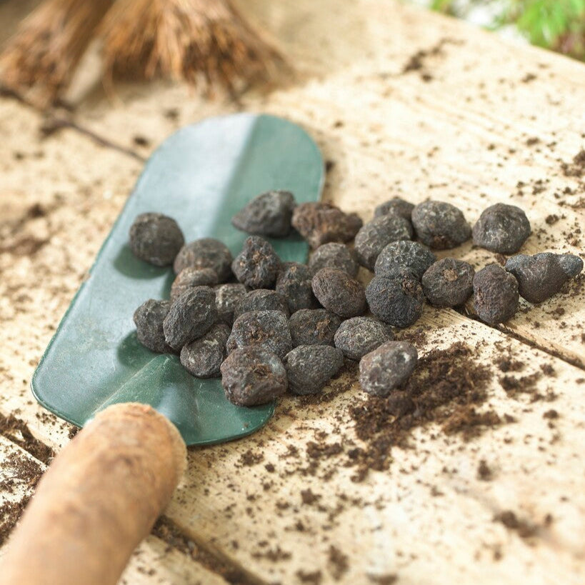 Anemone - Blanda Pink Shades