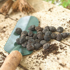 Anemone - Blanda Blue Shades