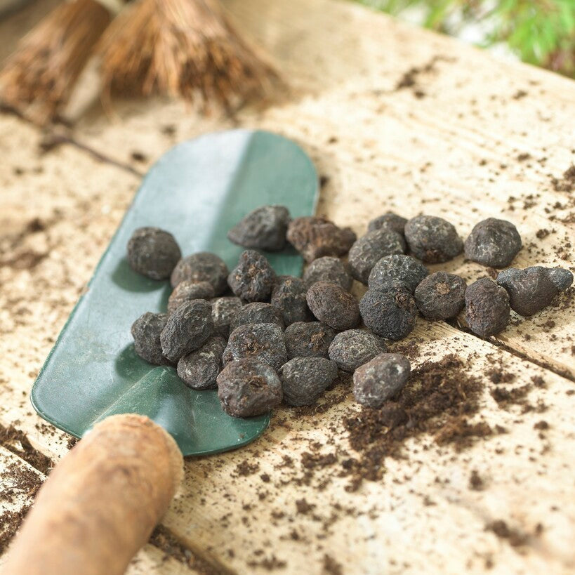 Anemone - Blanda Blue Shades