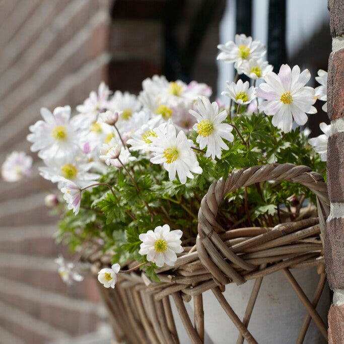Anemone - Blanda Sparkling White
