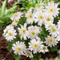Anemone - Blanda Sparkling White