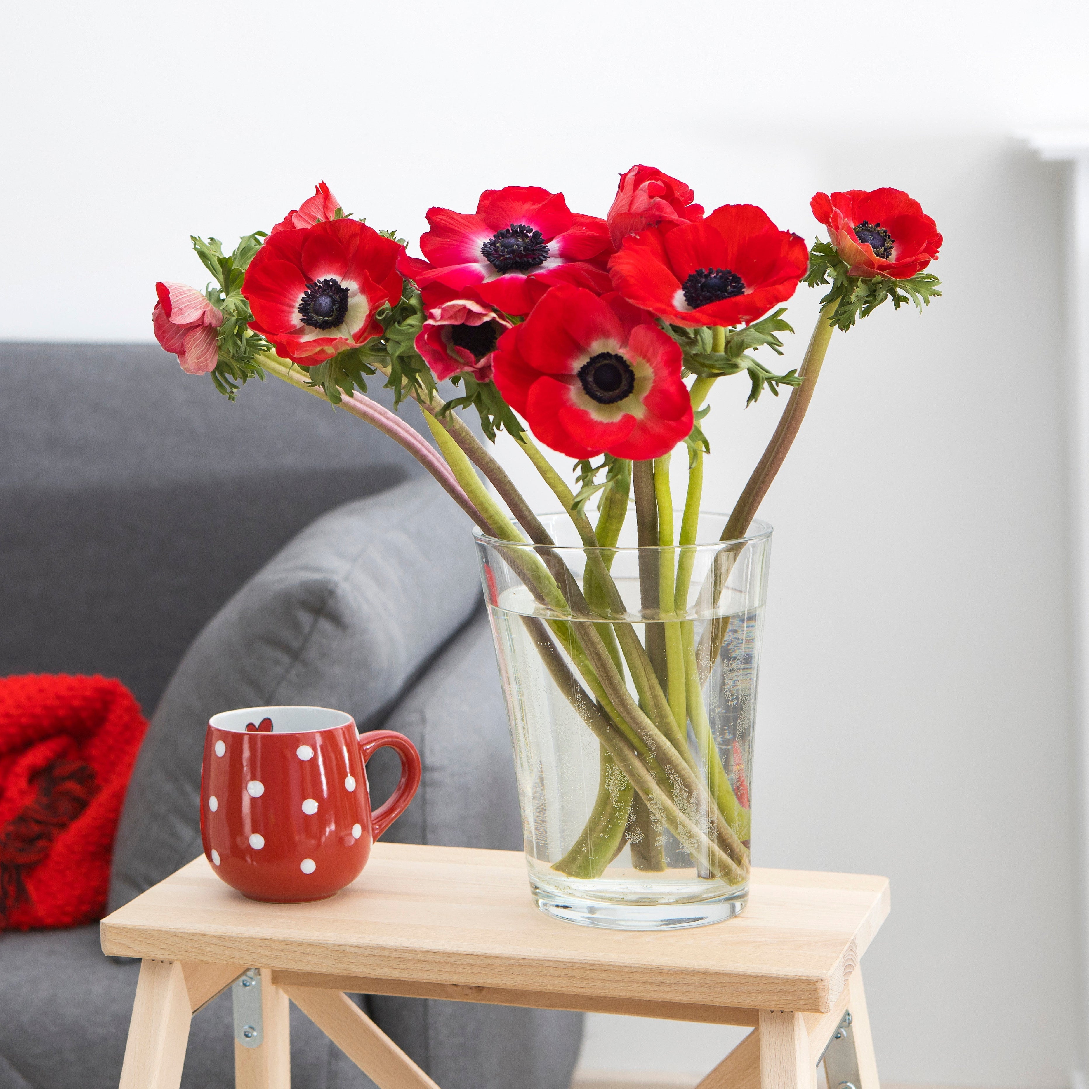 Anemone - His Excellency