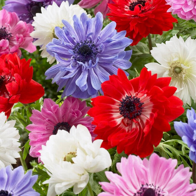 Anemone - St. Brigid Mix
