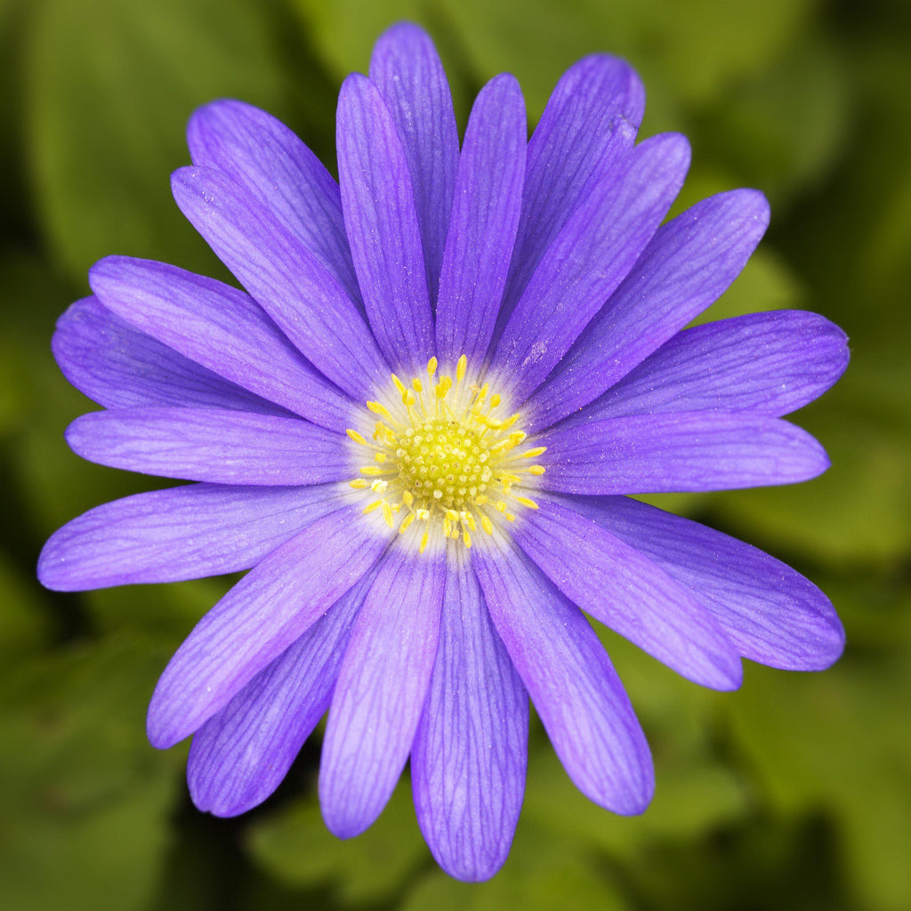 Anemone & Hyacinth - Spring Breeze Blend